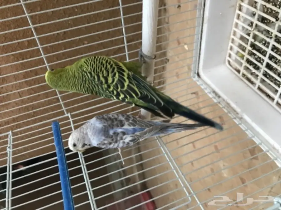 فرصة ذهبية! بيت أحلامك بانتظارك (image 4)