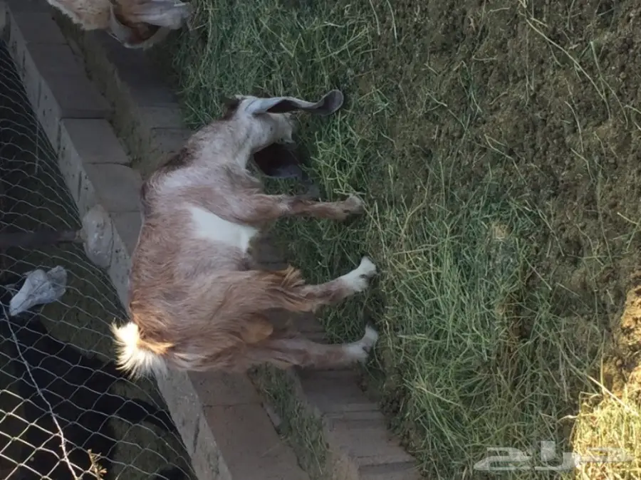 للبيع تيسين ذبائح شحم ولحم نظيفه تربية مزرعه