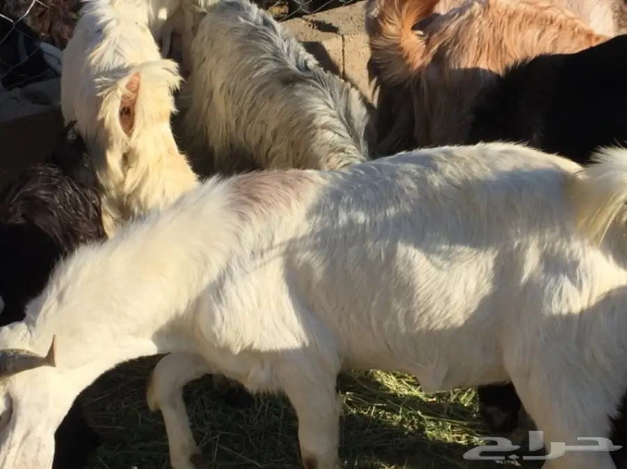 للبيع تيسين ذبائح شحم ولحم نظيفه تربية مزرعه (image 1)