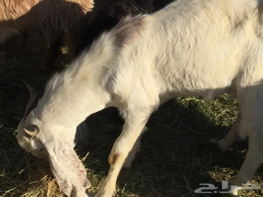 للبيع تيسين ذبائح شحم ولحم نظيفه تربية مزرعه (image 2)