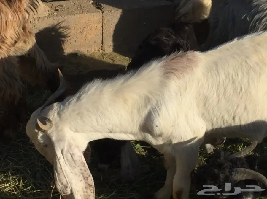 للبيع تيسين ذبائح شحم ولحم نظيفه تربية مزرعه (image 3)