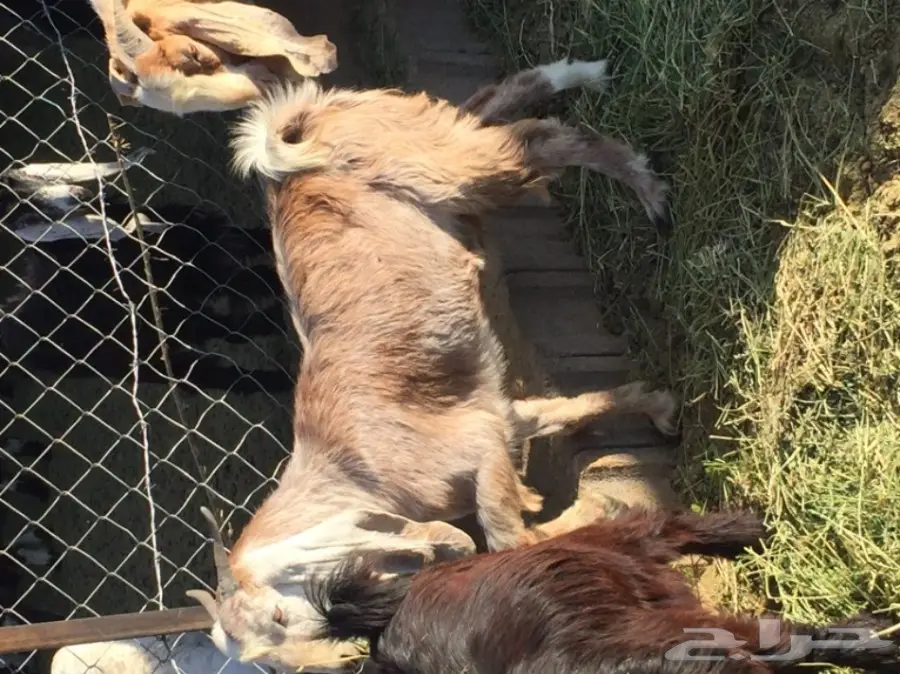 للبيع تيسين ذبائح شحم ولحم نظيفه تربية مزرعه (image 4)