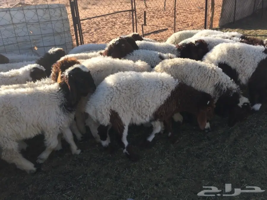 للبيع هرافى نعيم عدد 38 (image 4)