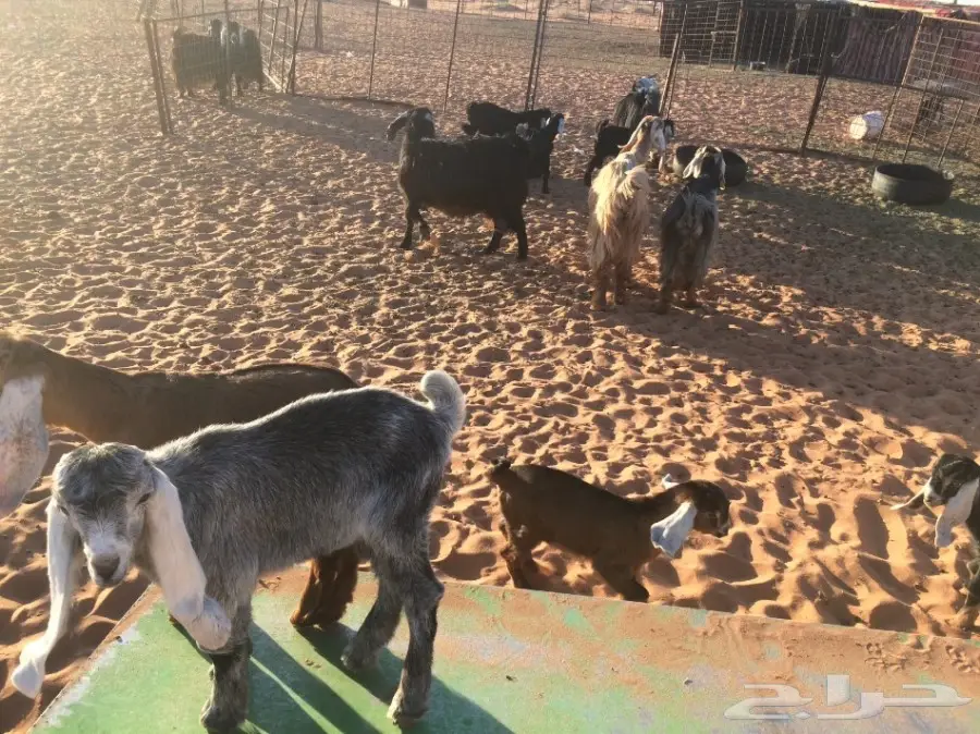 معزا وشاه متاويم 