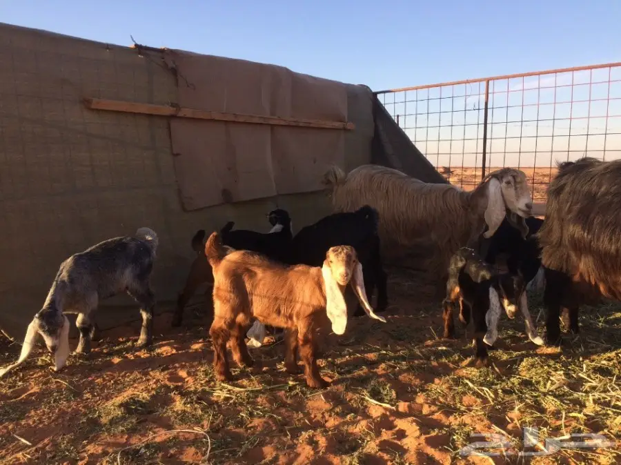 معزا وشاه متاويم  (image 5)