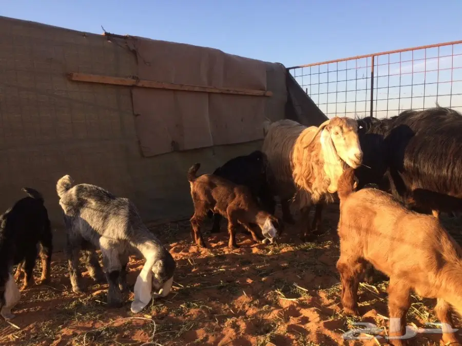 معزا وشاه متاويم  (image 6)