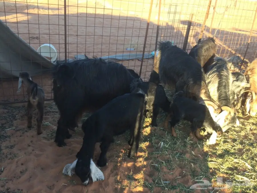 معزا وشاه متاويم  (image 8)