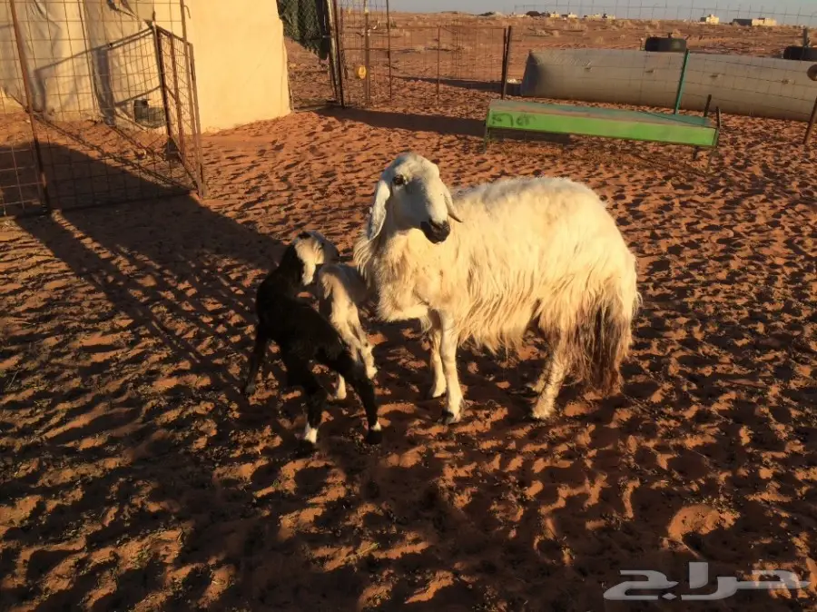 معزا وشاه متاويم  (image 9)