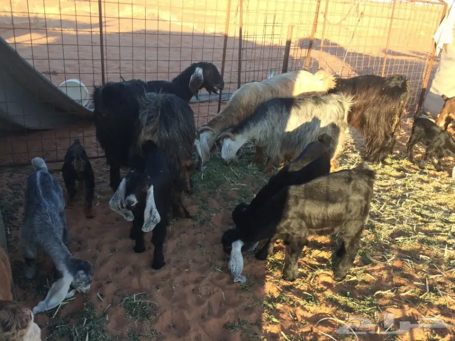 معزا وشاه متاويم  (image 13)