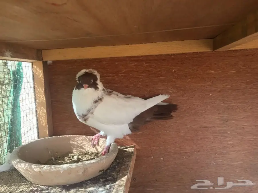 تواصل الآن! حمام هلمت جاهز للتزاوج - ذكر وأنثى (image 2)