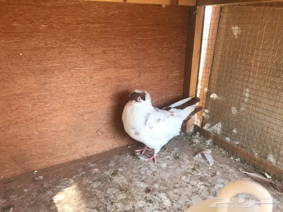 تواصل الآن! حمام هلمت جاهز للتزاوج - ذكر وأنثى (image 3)