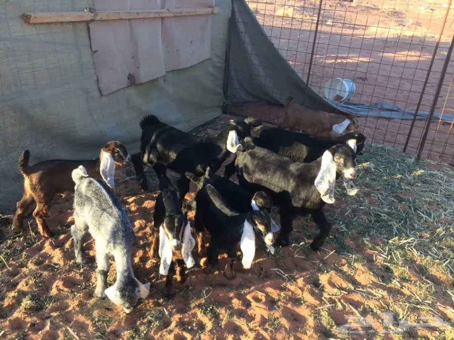 معزا وشاه متاويم  (image 18)