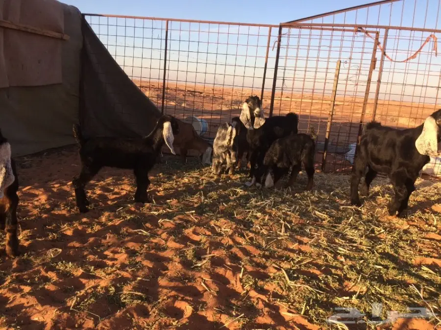 معزا وشاه متاويم  (image 19)