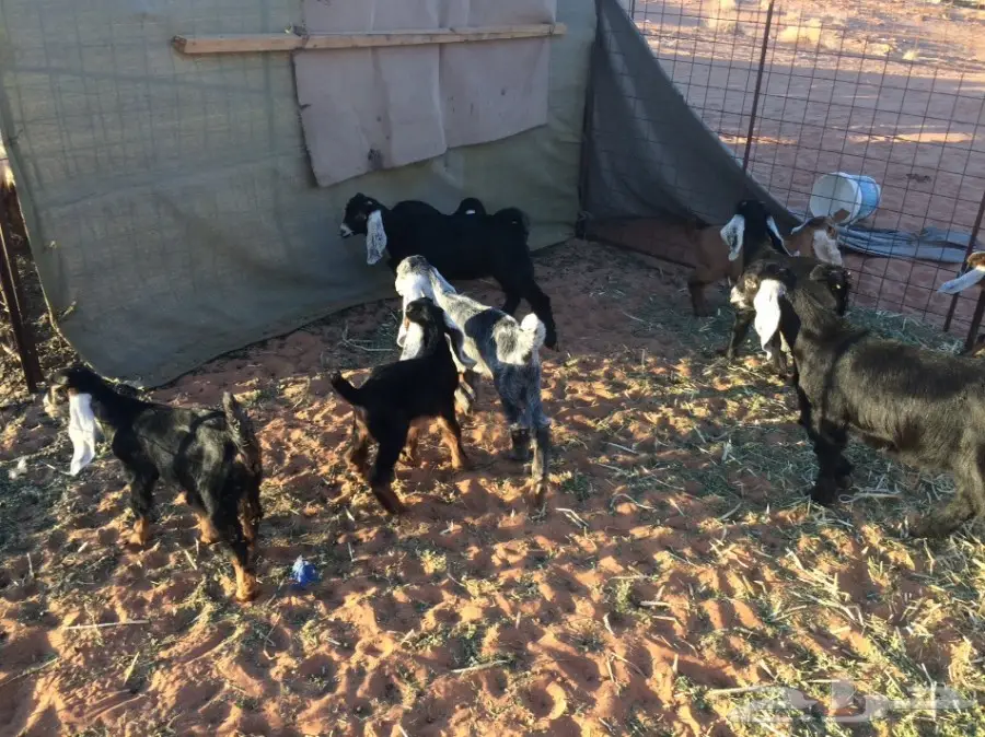 معزا وشاه متاويم  (image 20)