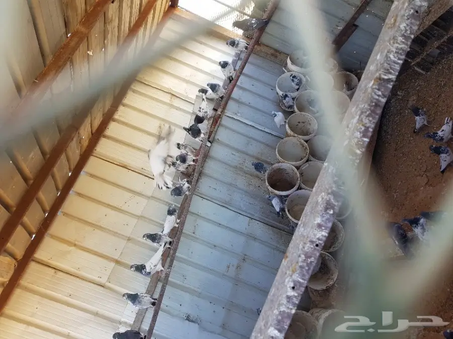 حمام هنود عشه كامله  حول 20 جوز (image 1)