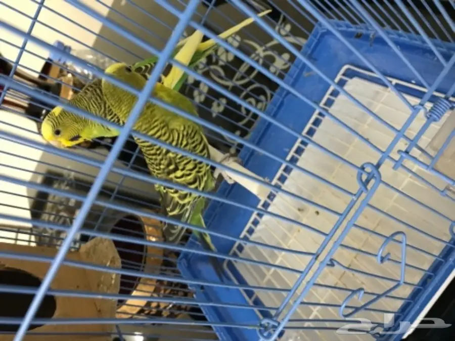 للبيع طيور بادجي مميزه 