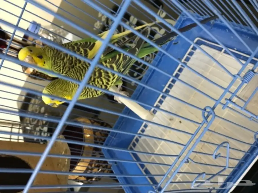 للبيع طيور بادجي مميزه  (image 1)