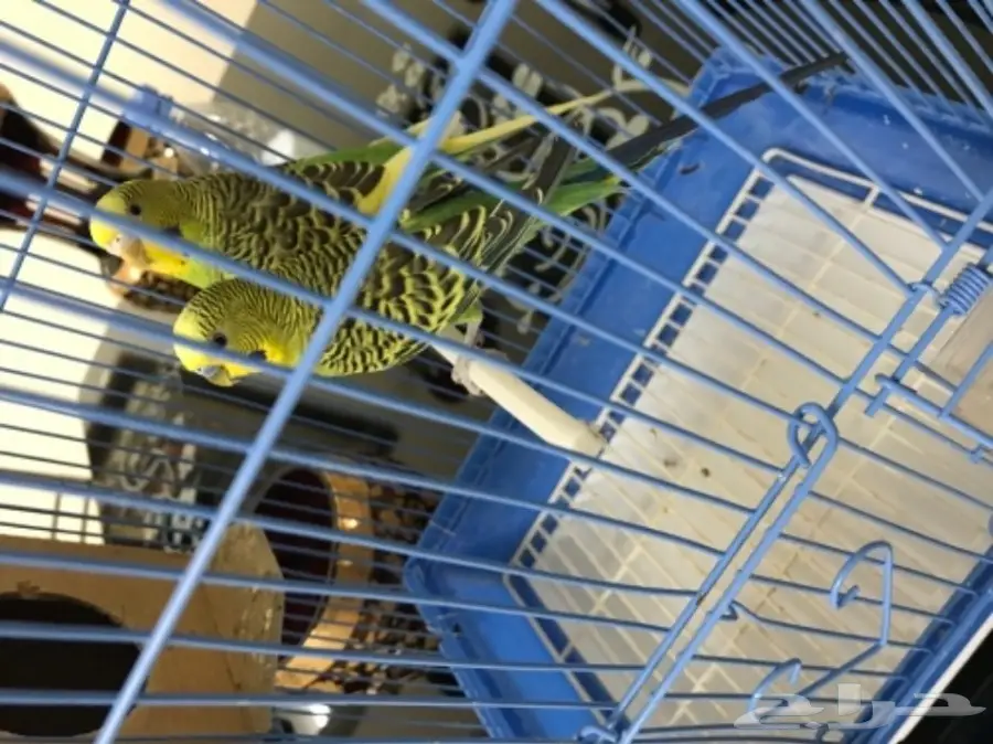 للبيع طيور بادجي مميزه  (image 2)