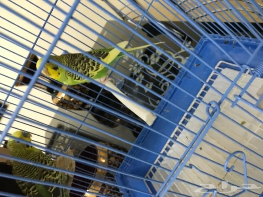 للبيع طيور بادجي مميزه  (image 3)