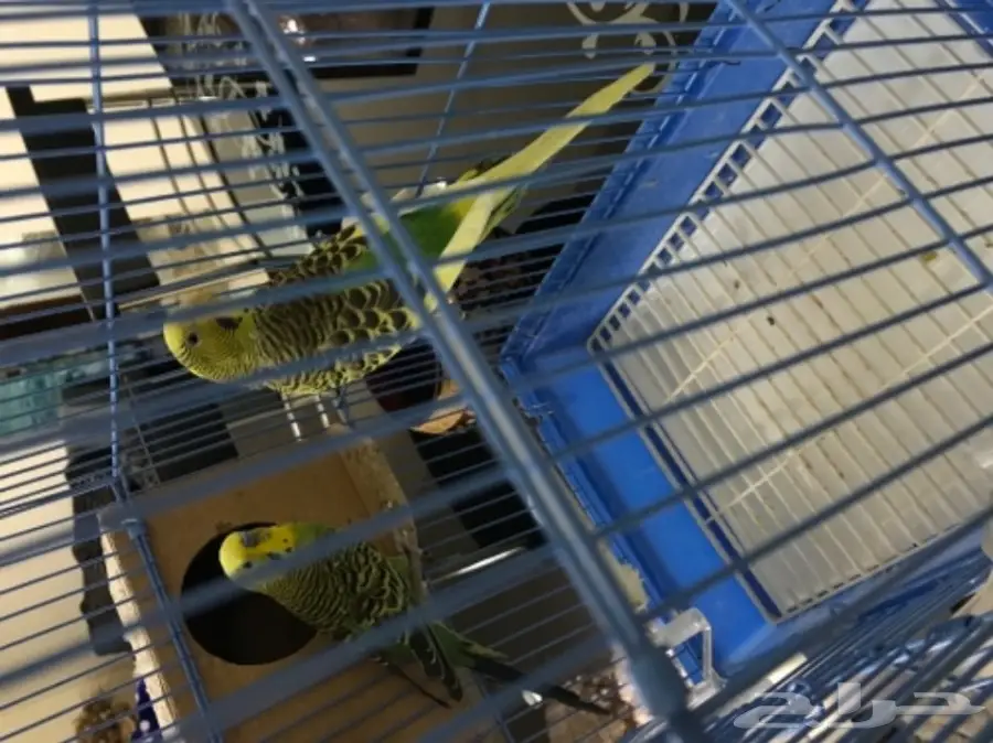 للبيع طيور بادجي مميزه  (image 4)