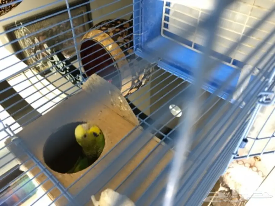 للبيع طيور بادجي مميزه  (image 5)