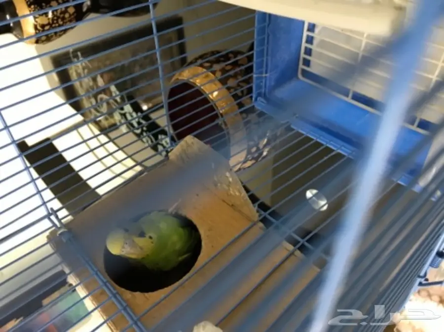 للبيع طيور بادجي مميزه  (image 6)