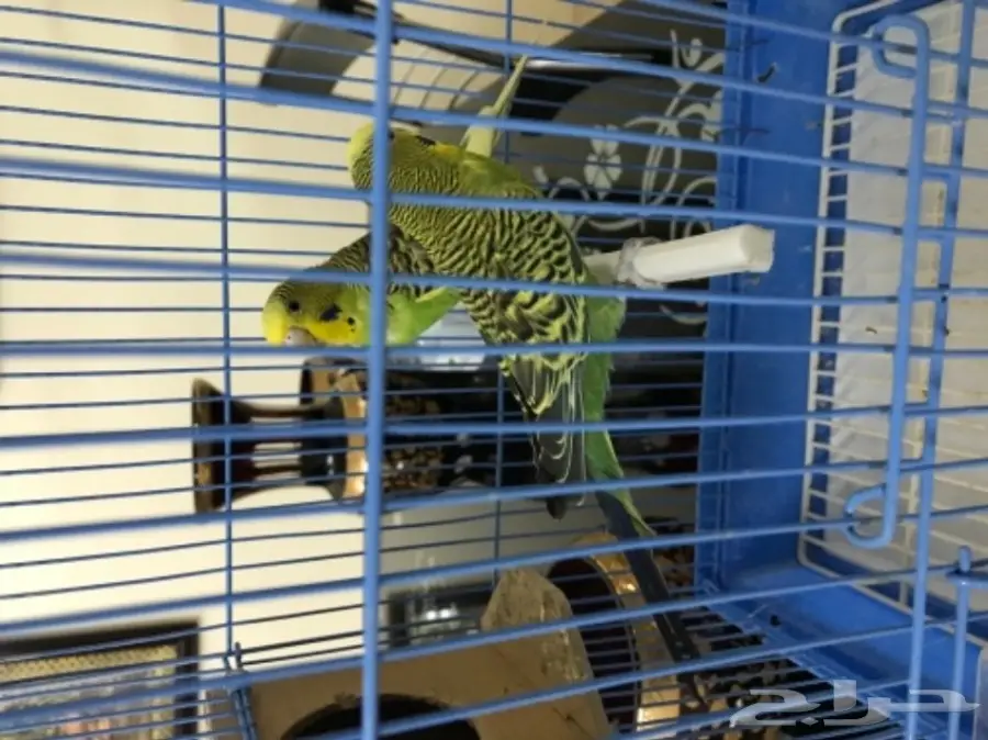 للبيع طيور بادجي مميزه  (image 7)