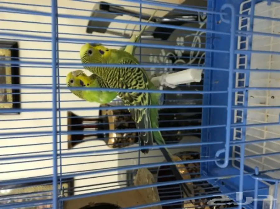 للبيع طيور بادجي مميزه  (image 8)