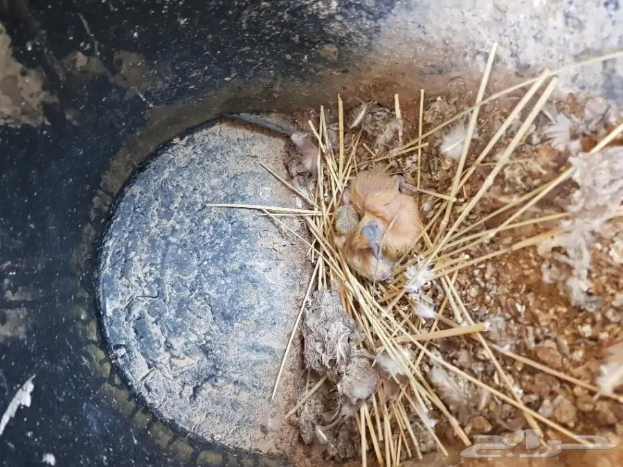 حمام هنود عشه كامله  حول 20 جوز (image 3)