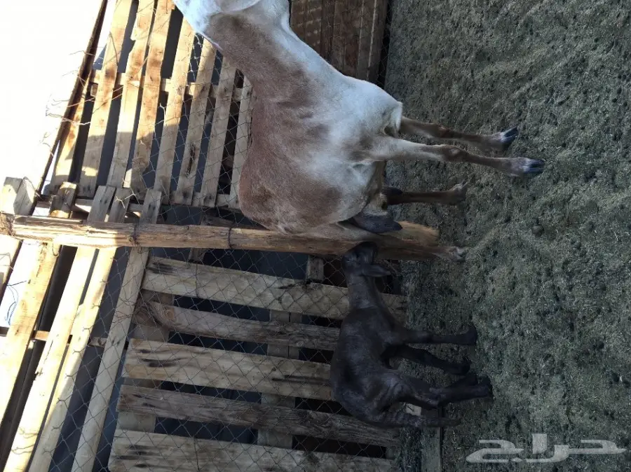 نعجه سواكنيه والد معها طلي جرم كبير (image 8)