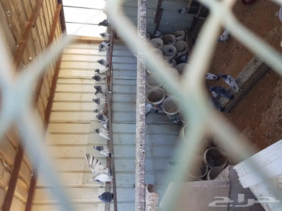 حمام هنود عشه كامله  حول 20 جوز (image 4)