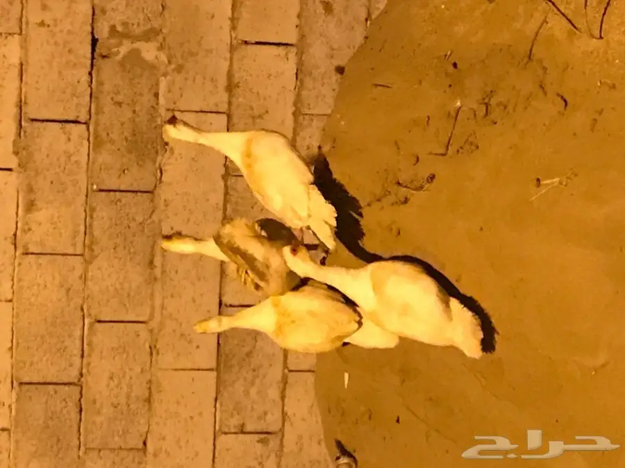 بط بلدي  (image 1)