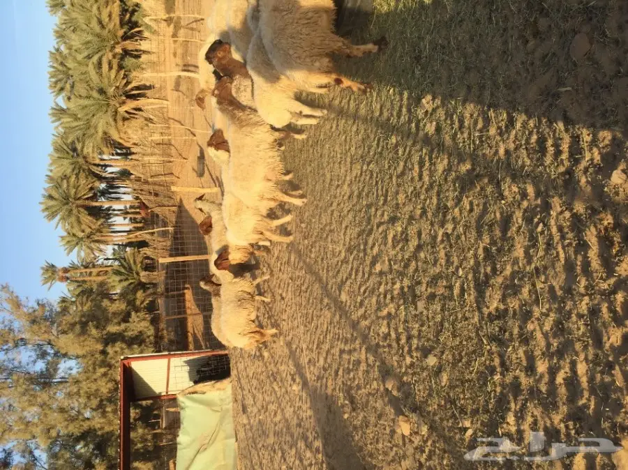 شياه مواليد عددهن 27  (image 2)