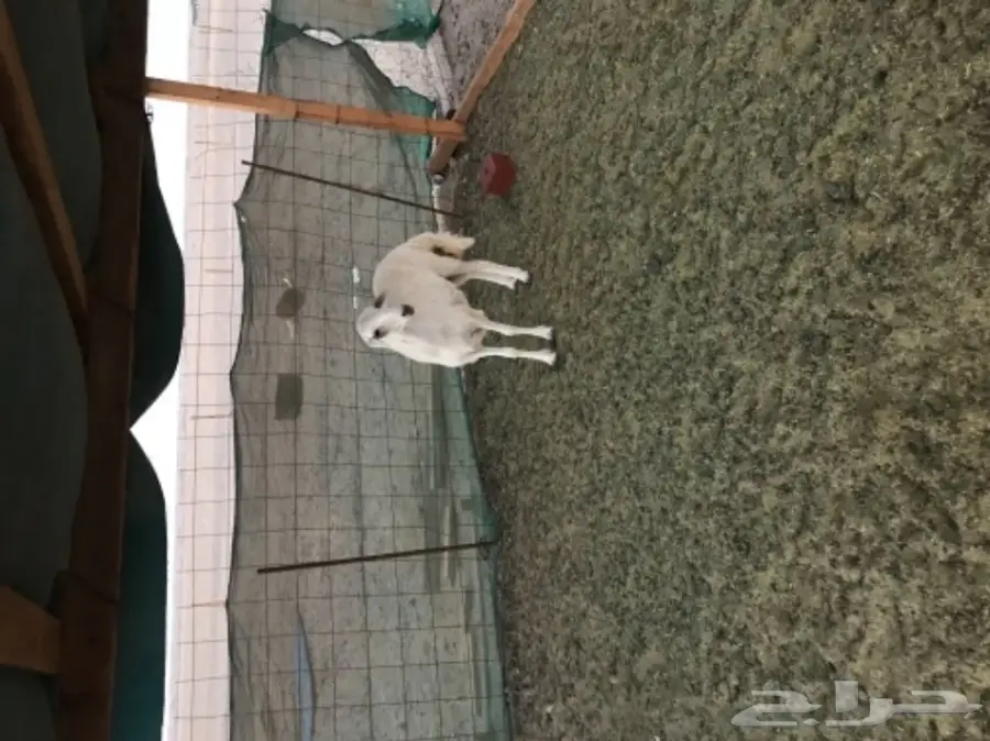 رخال برية صنف للمقنى