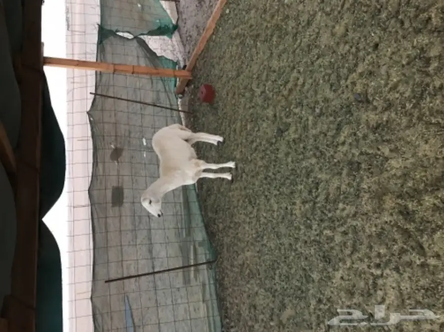 رخال برية صنف للمقنى (image 1)