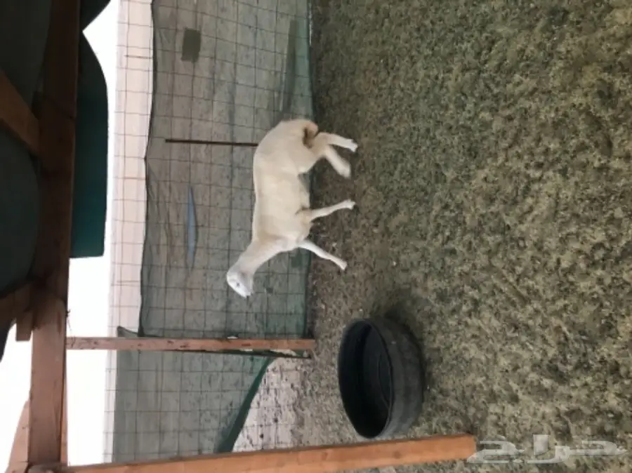 رخال برية صنف للمقنى (image 2)