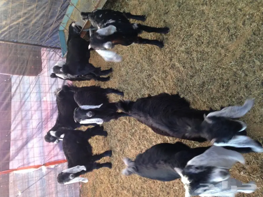 تيوس مندي (image 1)