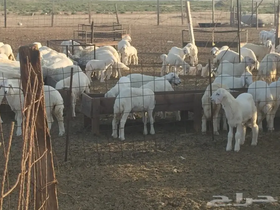 طليان ورخال للبيع حري