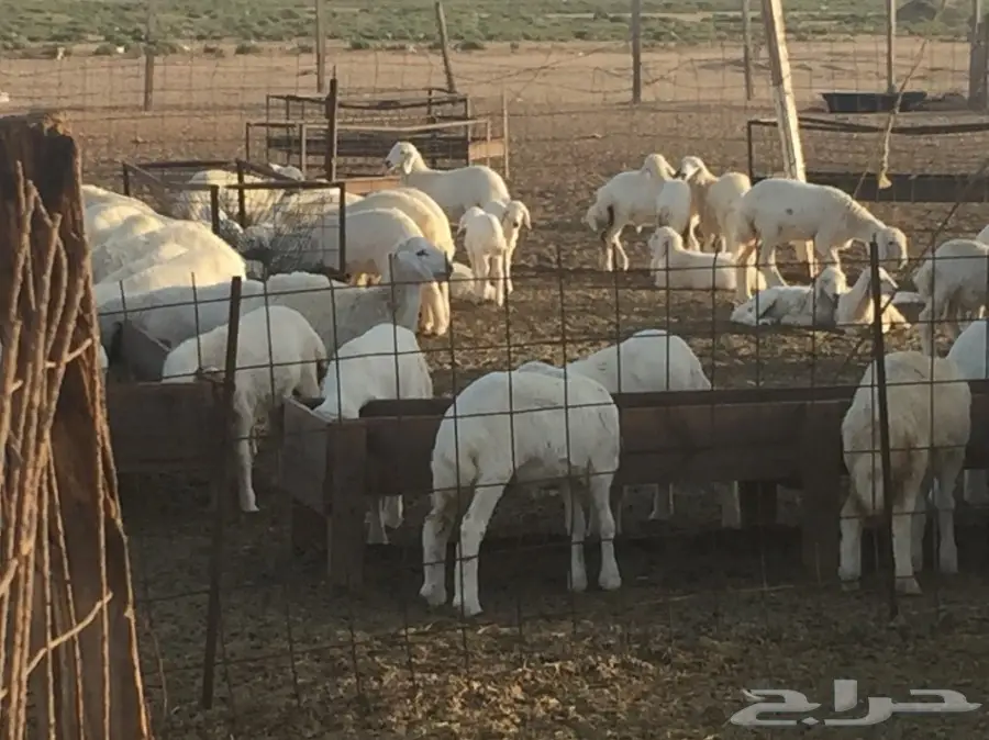 طليان ورخال للبيع حري (image 2)