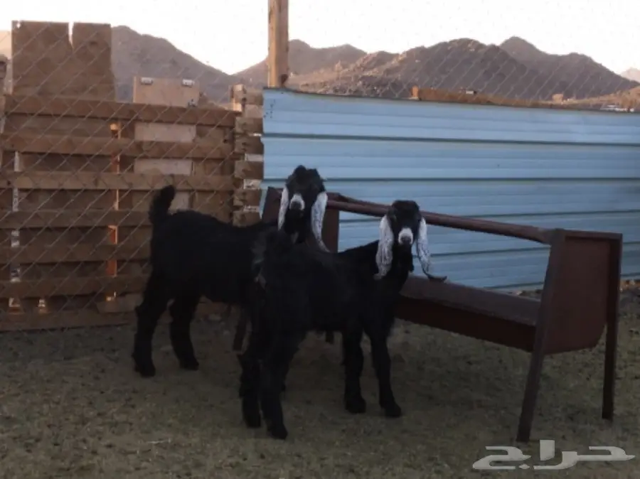 تيوس عوارض مقنى