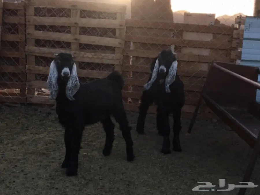 تيوس عوارض مقنى (image 1)