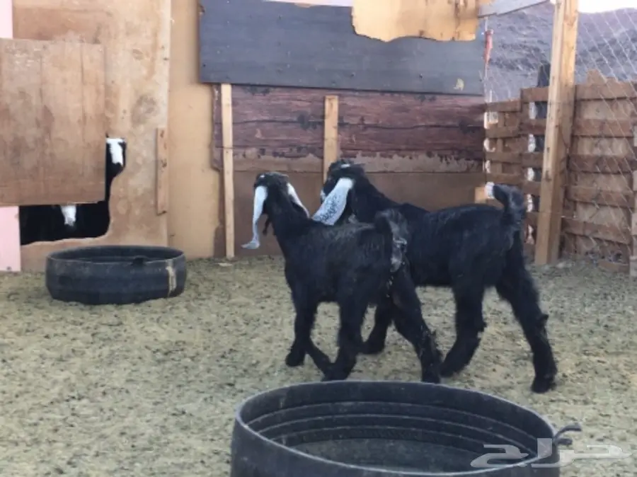 تيوس عوارض مقنى (image 2)