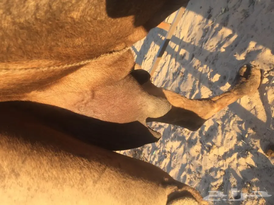 ناقه منيحه للبيع 