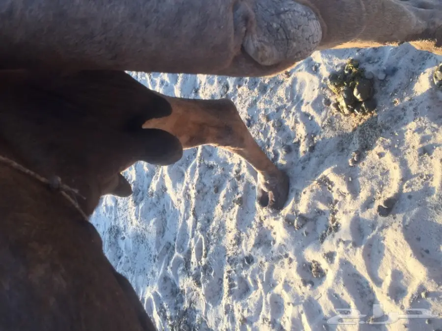 ناقة معمرة ممتازة للبيع (image 1)