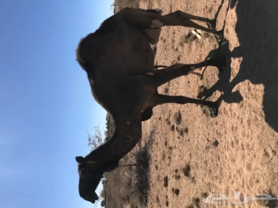 ناقة ضائعة - فرصة لا تُفوت!