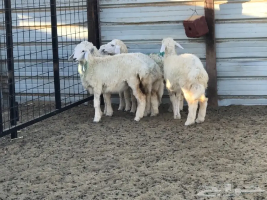 رخال طيبه شحم ولحم من انتاج المراح (image 2)