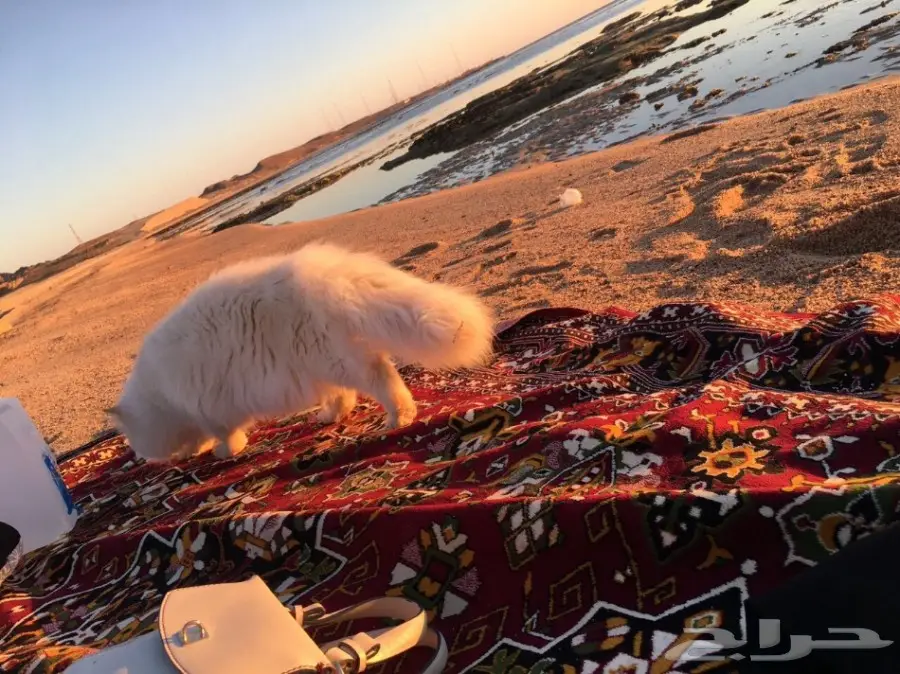 هاف بيكي مستوى عالي للبيع  (image 2)