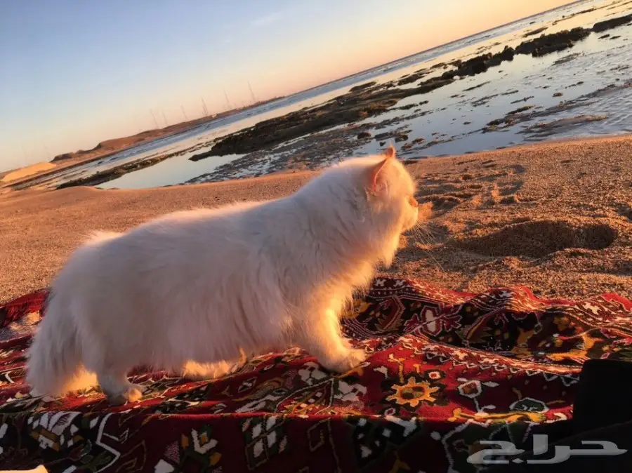 هاف بيكي مستوى عالي للبيع  (image 3)