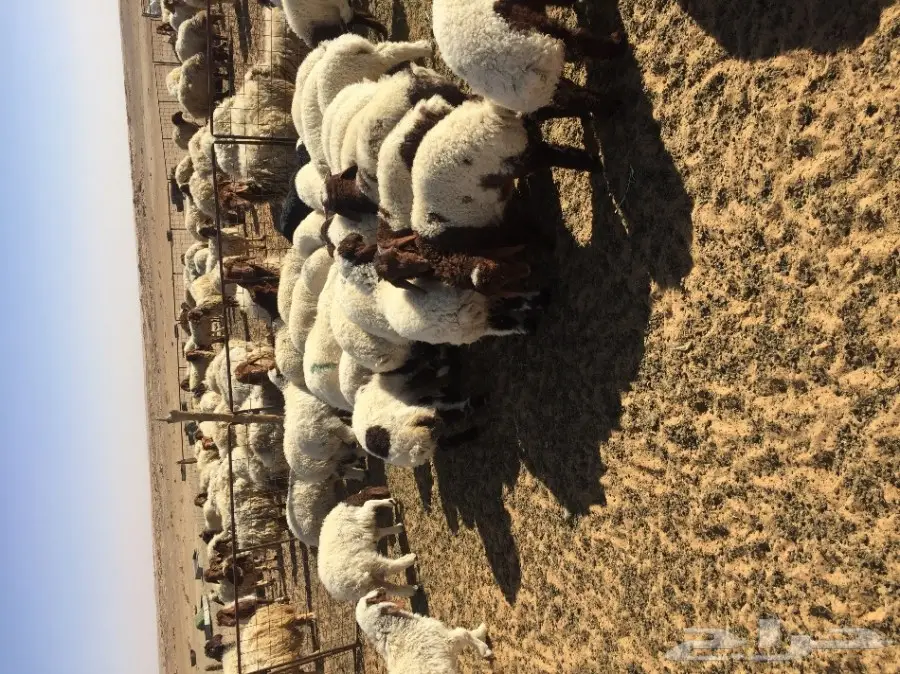 أبقار قشقير مواليد 2024 - بقعاء