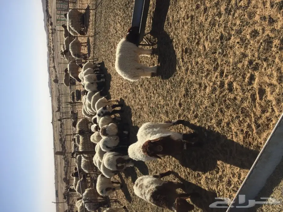 أبقار قشقير مواليد 2024 - بقعاء (image 1)